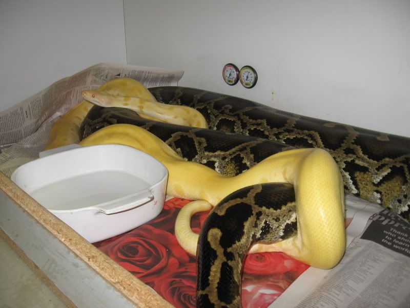 Animal Porn With Snakes - BurmJunkies.com