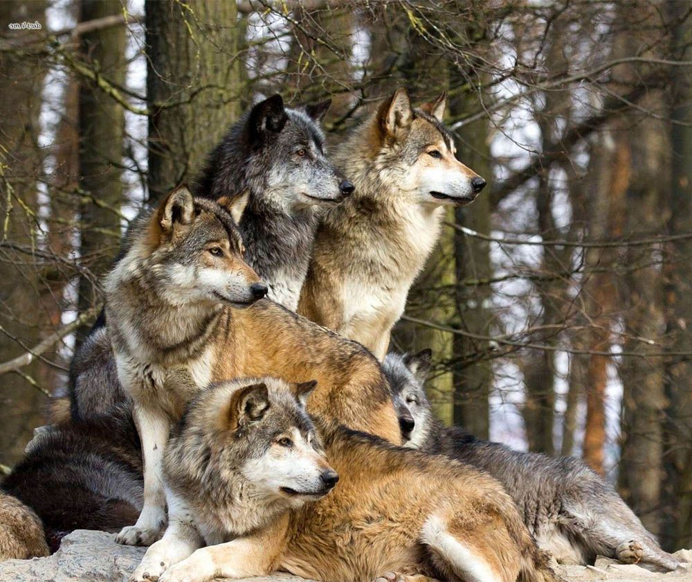 wolve_zpspwhhqmow.jpg