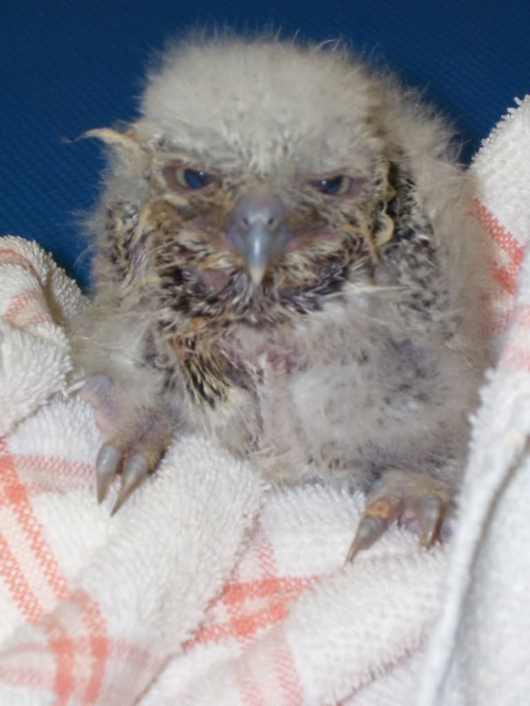 http://i189.photobucket.com/albums/z93/GnRtattoo/babyfuckinowl.jpg