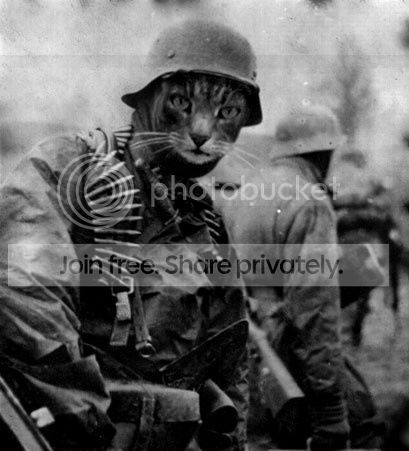 cat-gun8.jpg