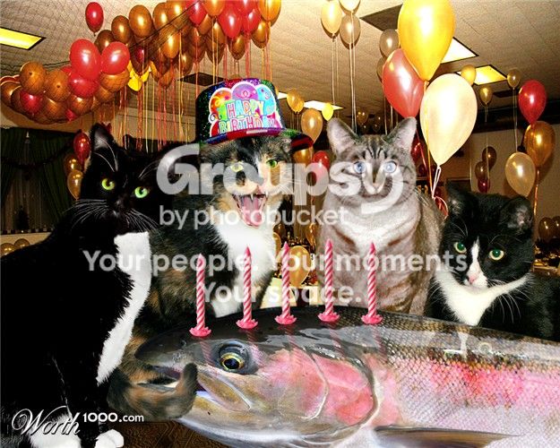 cat-party.jpg