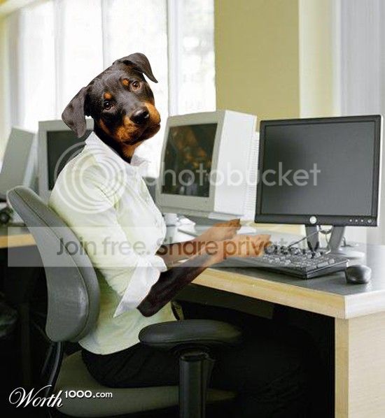 dog2.jpg