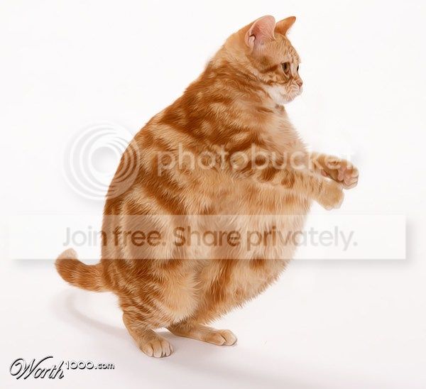 fatcat.jpg