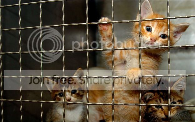 prisoncat.jpg
