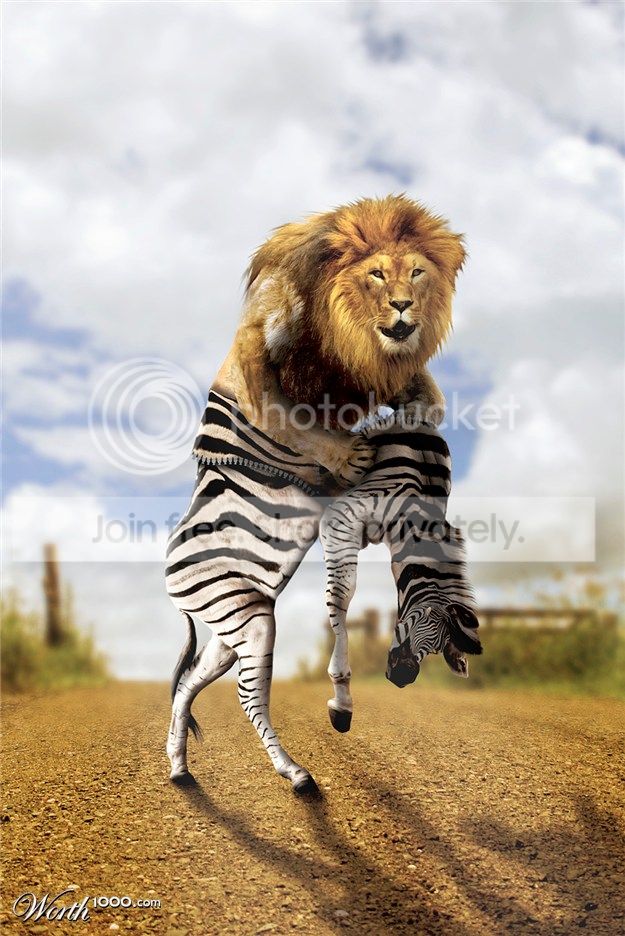 zebra-lion.jpg