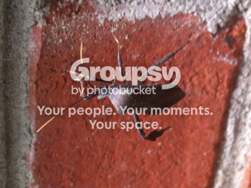 buggpic1_zps8e3214f2.jpg