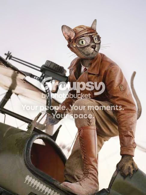 cat-plane2_zpse06b0512.jpg