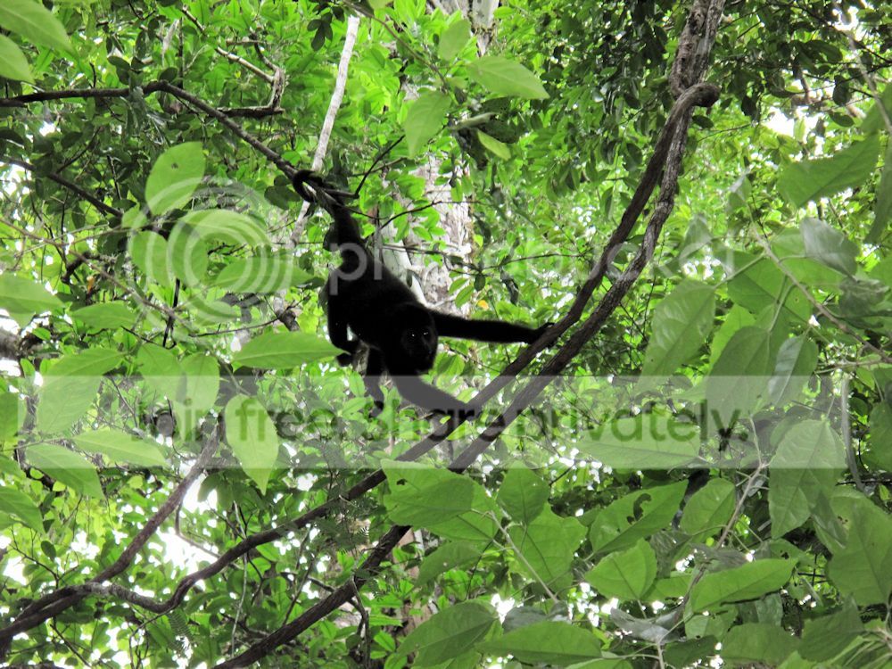 Tikal4_zps09a2f8f8.jpg