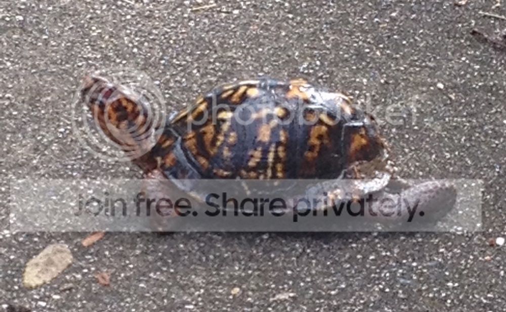 boxturtle_zpsbefb287b.jpg