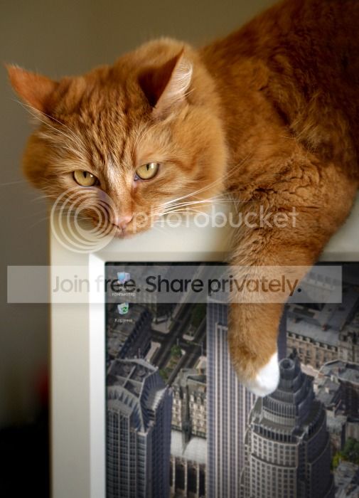 compucat_zpsc1109eaf.jpg