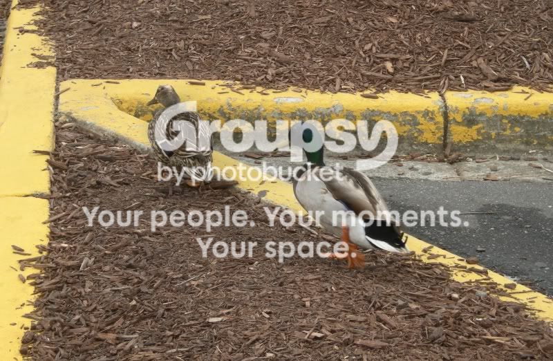 loldux2.jpg