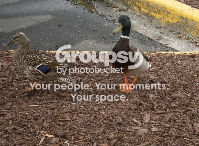 loldux3.jpg