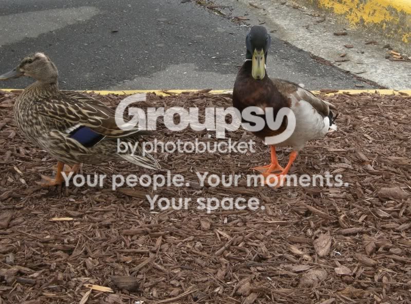 loldux4.jpg