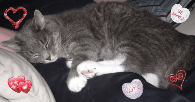 ava061-1.gif