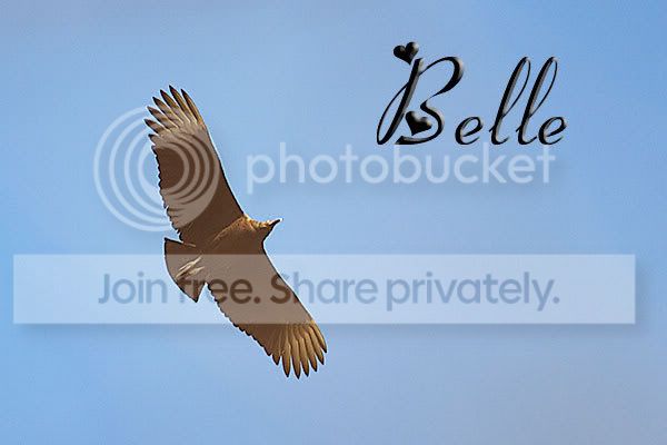 belle.jpg