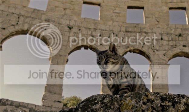 cat-at-granmaru.jpg