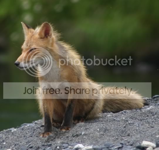 fox-on-prowl.jpg