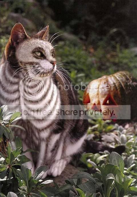 halloweencat.jpg