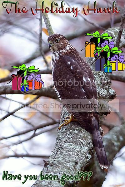 holidayhawk.jpg