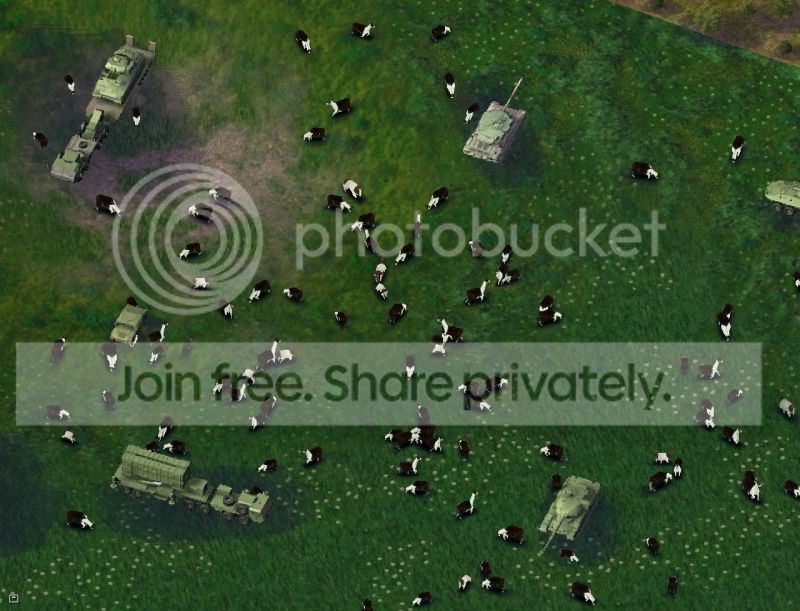llamatraffic.jpg