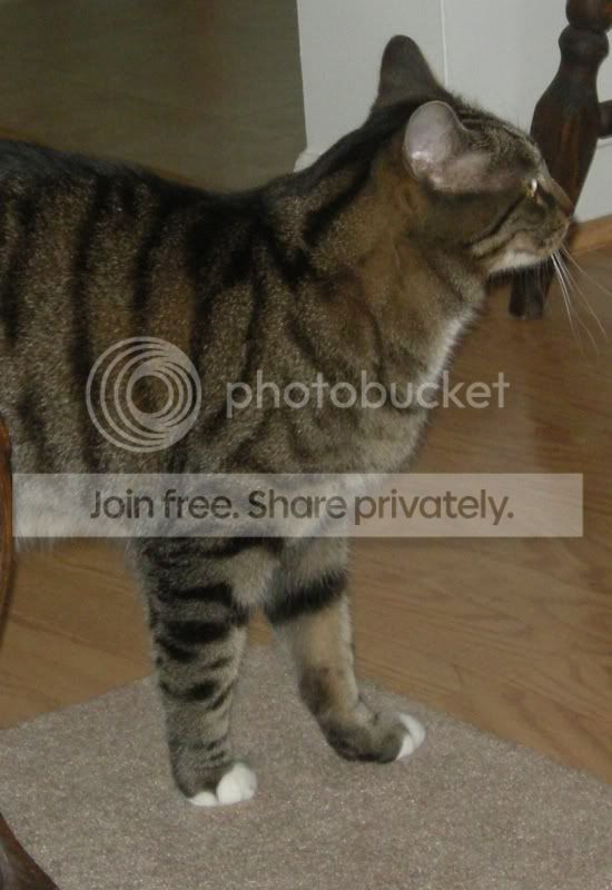 ossie.jpg