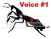 voice1.jpg