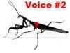 voice2.jpg