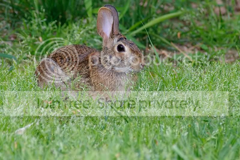 wabbit.jpg