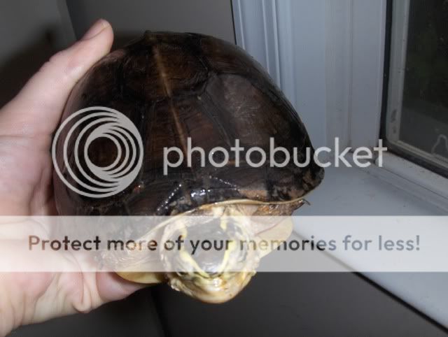 Malayan Box Turtle with very dry shedding skin - Crooked Necks - Turtle ...