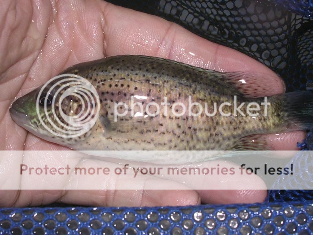 道氏火口(新到货)