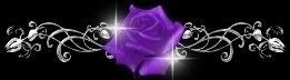 PURPLE ROSE DIVIDER Pictures, Images and Photos